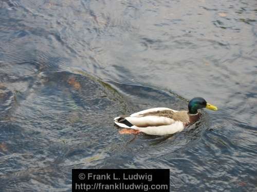 Duck Family